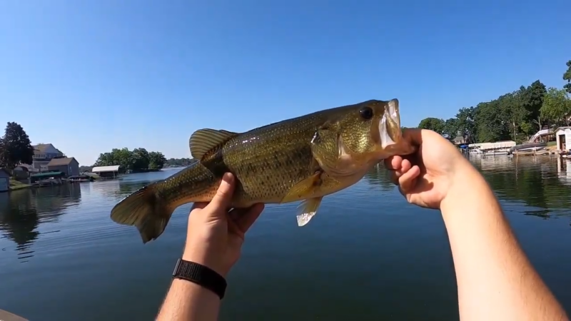 Native Fish Species in Lake Orion